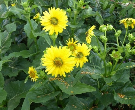 Silphium perfoliatum seed